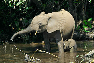 Forest elephants in the Mbeli River, Nouabalé-Ndoki National Park, Congo.: Photograph courtesy of Wikipedia.